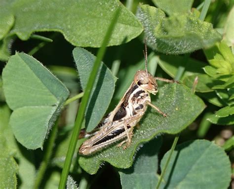 Grasshoppers Backyard And Beyond