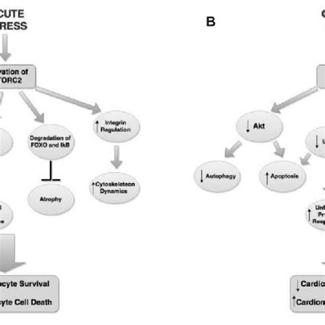 The Role Of Mtorc In Acute Vs Chronic Stress In Cardiomyocytes A