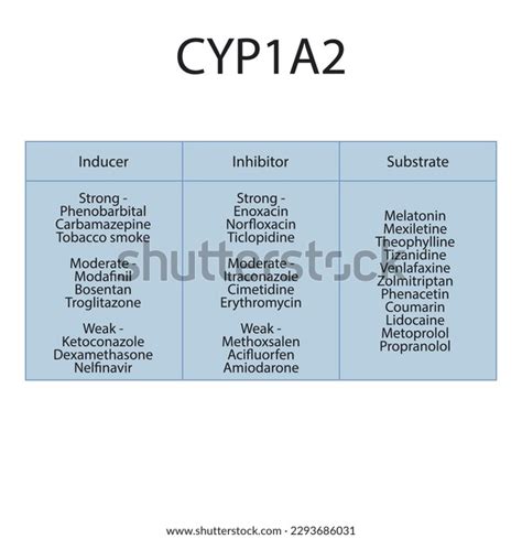 Cytochrome Cyp1a2 Table Inhibitors Inducers Substrates Stock Vector