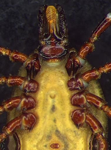 Vista Dorsal Y Ventral Del Macho De Amblyomma Ovale Cozem Ae