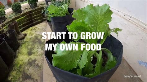 Start To Grow My Own Food Youtube