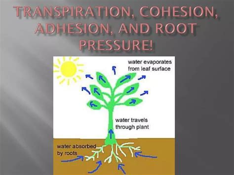 PPT - TranSPIRATION , COHESION, ADHESION, AND ROOT PRESSURE! PowerPoint Presentation - ID:2164114