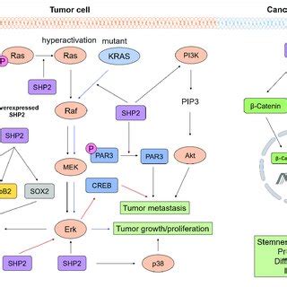 The Oncogenic Function Of Tumor Cell Autonomous SHP2 Gain Of Function