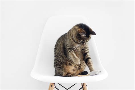 Free Images White Chair Animal Pet Fur Cat Mammal Textile