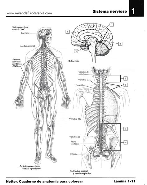 Pin en Anatomía para colorear