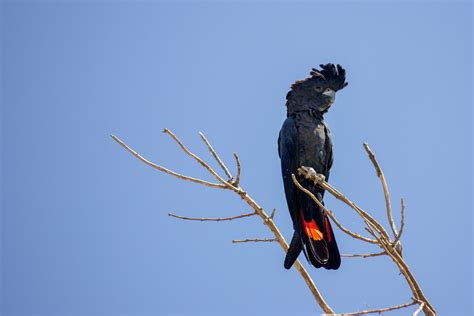 Red Cockatoo