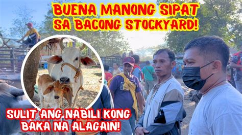 BUENA MANONG SIPAT SA BACONG STOCKYARD SULIT ANG NABILI KONG BAKA NA