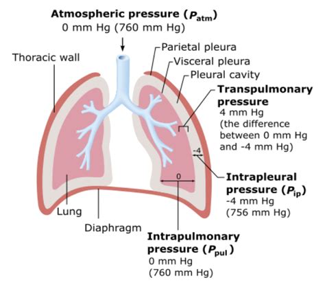 Chapter Hw Respiratory Physiology Flashcards Easy Notecards