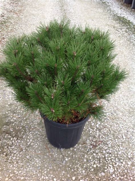 PINUS NIGRA PIERRICK BREGEON R LV 9 MINI STANDARD feketefenyő