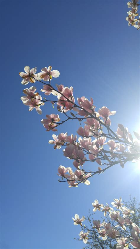 Free Images Tree Nature Branch Plant Sky Sunlight Flower Petal