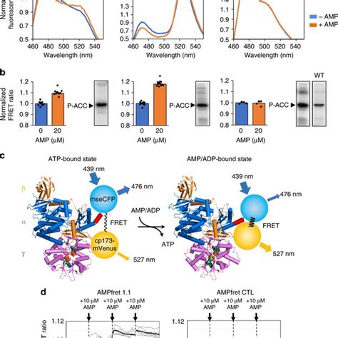 Fret Changes Report Ampk Allosteric Activation A Concentration