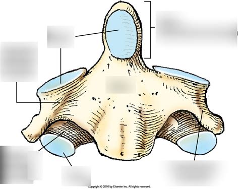 Anterior Aspect Of Axis C2 Diagram Quizlet