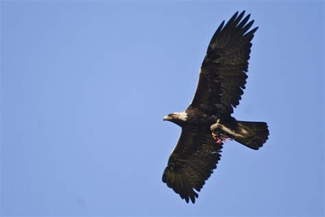 11 Birds Of Prey In Ireland Ireland Travel Guides