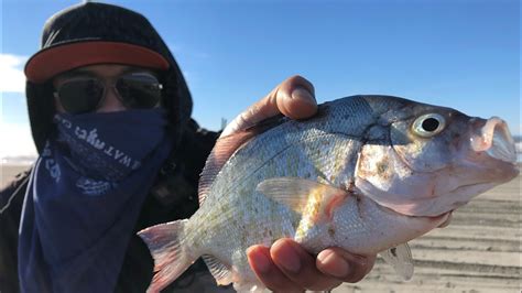 Surf Perch Fishing Washington Coast Redtail Youtube