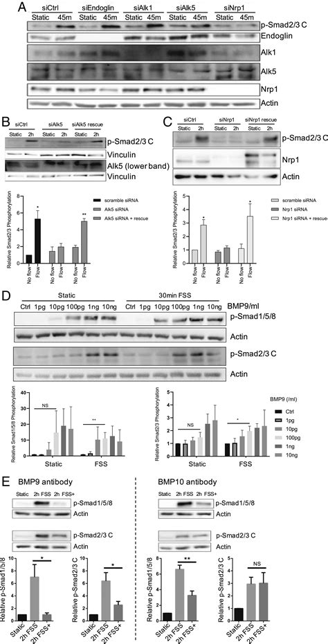 Activation Of Smad2 3 Signaling By Low Fluid Shear Stress Mediates