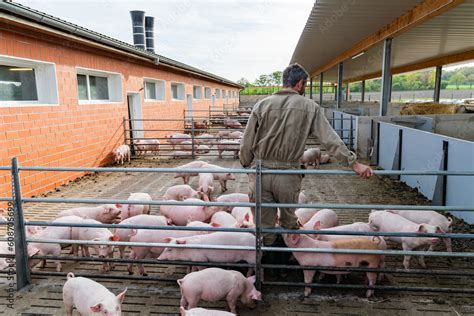 Foto De Landwirt Schaut Nach Seinen Schweinen In Den Aussen