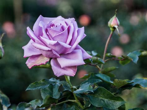 25 Rare Seed Light Purple Rose Seeds-perennial authentic - Etsy