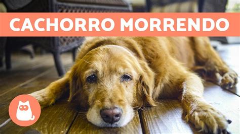 CACHORRO MORRENDO 5 Sintomas Para Ficar Atento YouTube