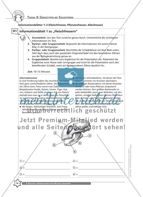 Thema 9 Gebisstypen Bei Säugetieren Meinunterricht