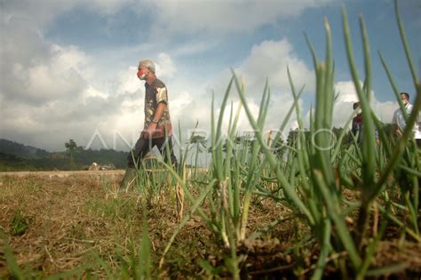 GERAKAN NASIONAL PENGENDALIAN INFLASI PANGAN ANTARA Foto