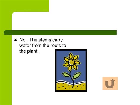 Ppt How Do Plants Grow Powerpoint Presentation Free Download Id