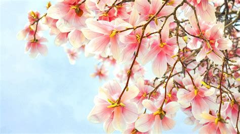 Magnolia Desktop Wallpapers - Top Free Magnolia Desktop Backgrounds ...