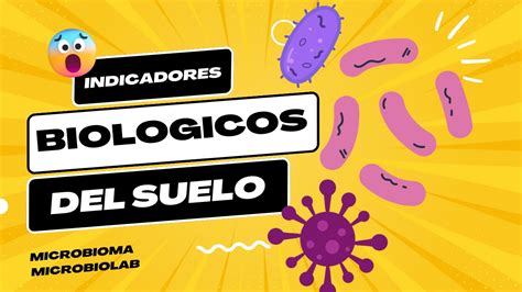 Indicadores Biologicos Del Suelo Youtube