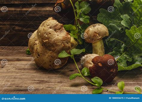 Fresh Forest Mushrooms Assorted Gourmet Porcini And Boletus Oak