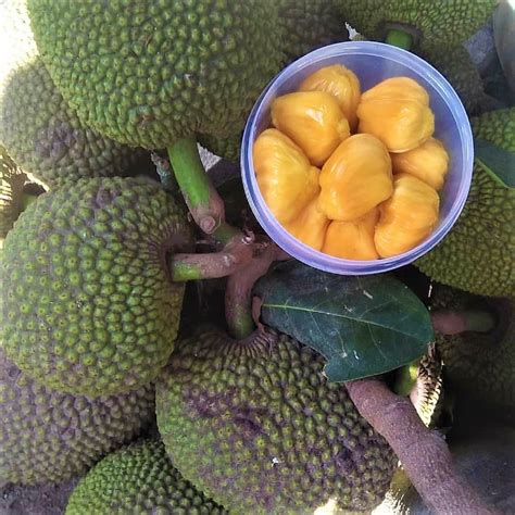 Bibit Nangka Mini Jual Bibit Pohon Nangka Mini Asli Harga