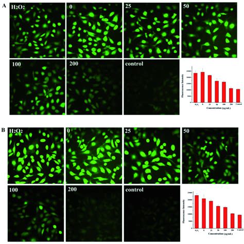 The Fluorescent Images And Histogram Of Ros In Nih 3t3 Cells Induced By Download Scientific