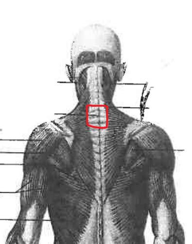 Torso And Back Flashcards Quizlet