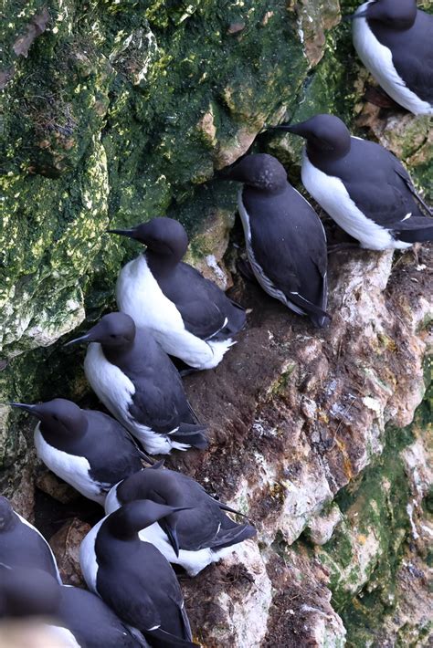 Guillemots Rspb Bempton Cliffs Michael Atkinson Flickr