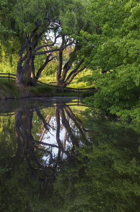 Pond Reflection Tree - Free photo on Pixabay - Pixabay