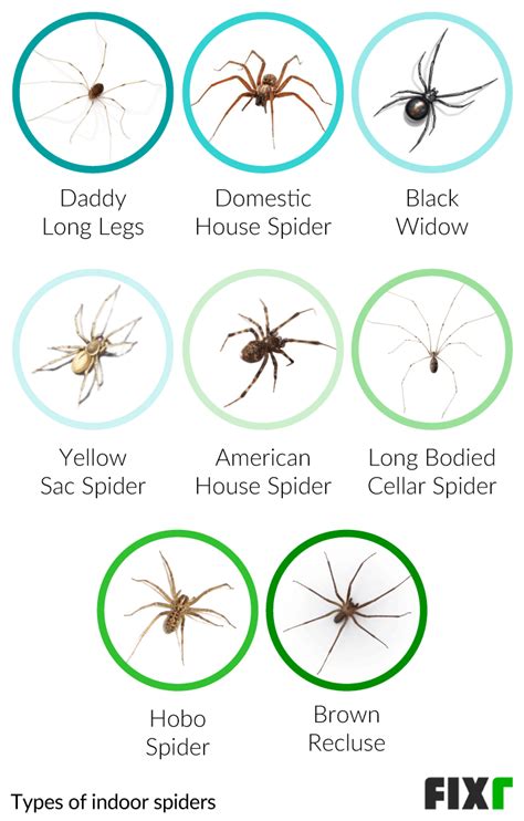 Hobo Spider Size Comparison