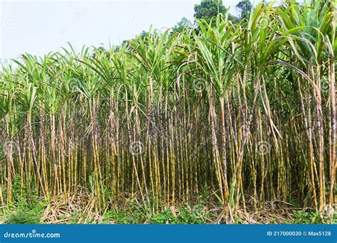 Sugar Cane Plantations In Vietnam Stock Photo Image Of Labour