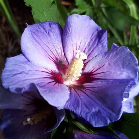 Hibiscus Syriacus Oiseau Bleu Syn Hibiscus Syriacus Blue Bird Rose Of Sharon Blue Bird