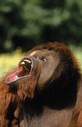 Orang Utan Pongo Pygmaeus Male Open Editorial Stock Photo Stock Image