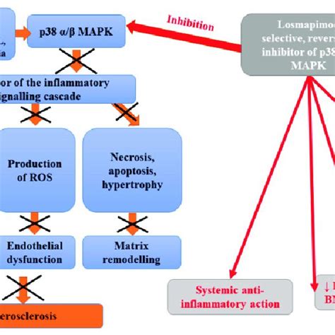 Beneficial Activities Of Losmapimod In Atherosclerosis Abbreviation Download Scientific