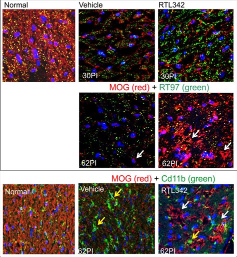 Oligodendrocyte Immunofluorescent Labeling Of The Vehicle And