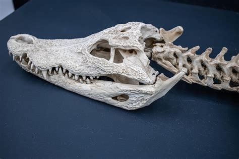 Premium Photo | Aligator or crocodile skeleton on display at the museum with its respective skull