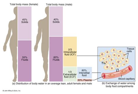 Blood Vessels Contain One Of The Bodys Three Fluid Compartments Is