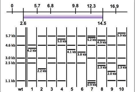 Solved The EcoRI restriction map of the region in which a | Chegg.com