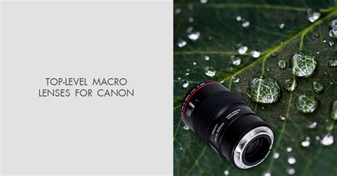 Best Macro Lenses For Canon In