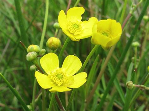 Lesser Spearwort Ranunculus Flammula Wildlife Insight