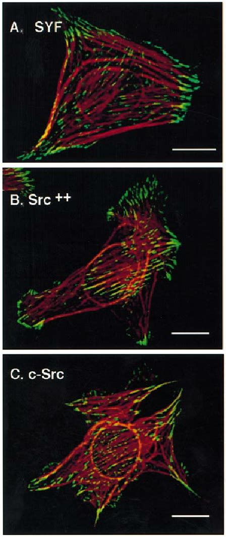 Focal Adhesion Formation And Cytoskeletal Architecture Of Syf Cells And