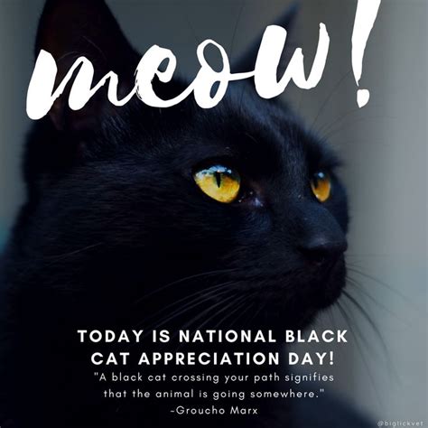 National Black Cat Appreciation Day Cat Cats Kitten Kittens Black