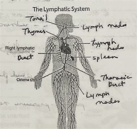 Lab Quiz 5 The Lymphatic System Flashcards Quizlet