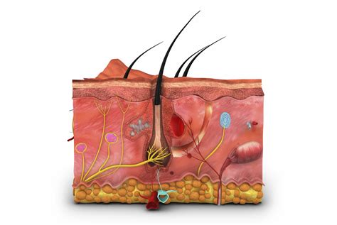 How to Build a 3D Cross-Section Model of the Skin | Sciencing