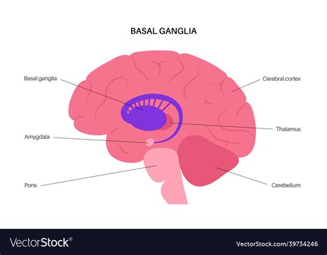 Basal Ganglia Anatomy Royalty Free Vector Image The Best Porn Website