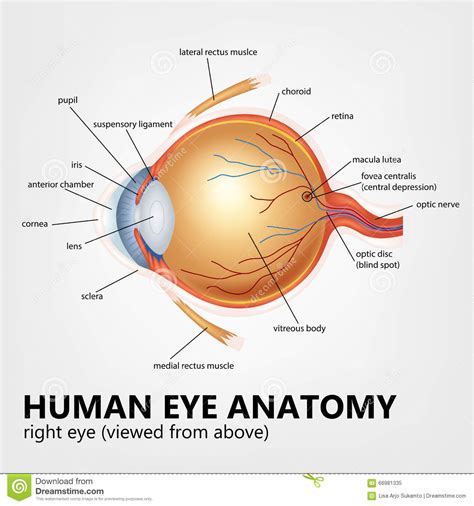 Anatomia Dell Occhio Umano Occhio Giusto Osservato Da Sopra